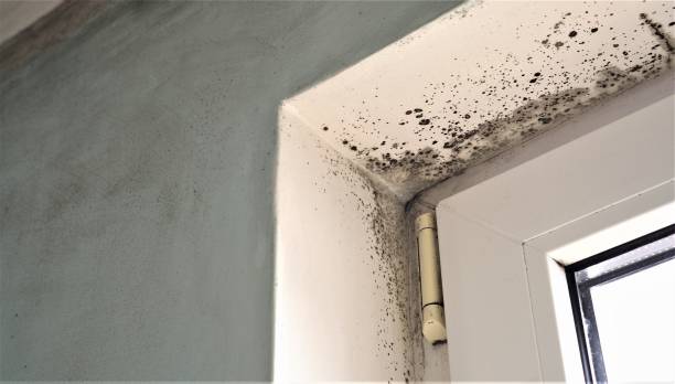 Best Real Estate Mold Inspection  in Cliffwood Beach, NJ