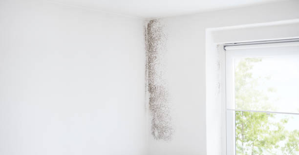 Biohazard Mold Removal in Cliffwood Beach, NJ