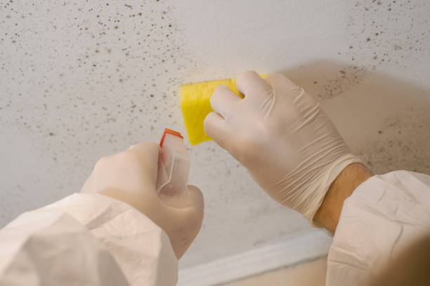 Best Emergency Mold Remediation  in Cliffwood Beach, NJ