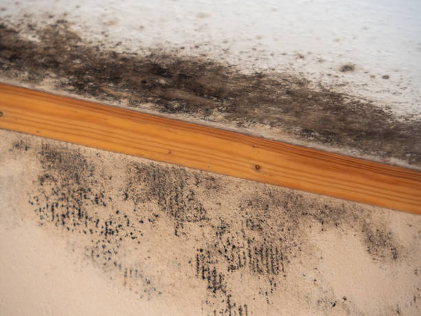 Best Black Mold Removal  in Cliffwood Beach, NJ