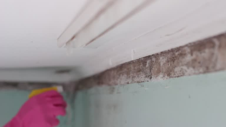 Trusted Cliffwood Beach, NJ Mold Removal Experts